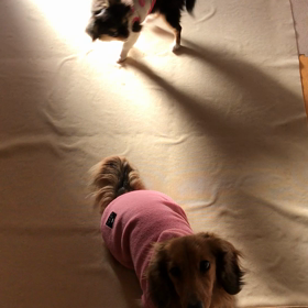 ガルガルの画像