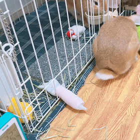 遊んでほしいはなちゃんの画像