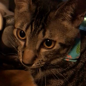 子猫ごまちゃんで遊ぶ娘の画像