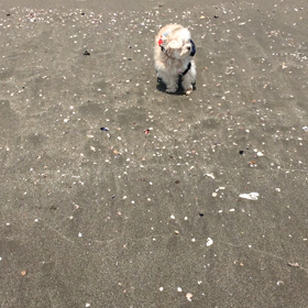 もかちゃん海デビューでち。の画像