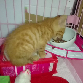 ナルトくんのウマウマ出るかなの画像