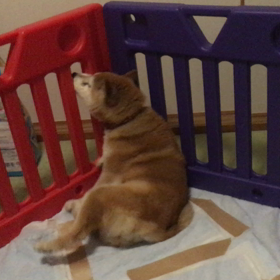 眠れない。の画像