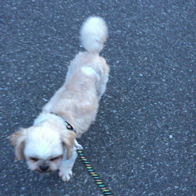 オスワリとミンミンの画像