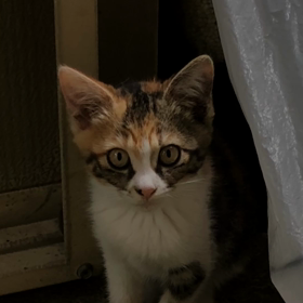 お嬢様とお嬢ちゃん  動画の画像