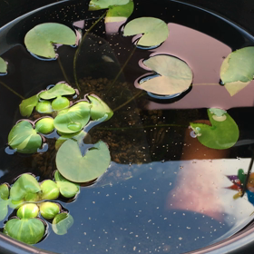 赤い彗星シャア君の食いっぷりの画像