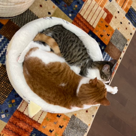 今日は春分の日の画像