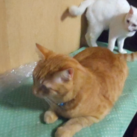 毛繕い上手...♪*ﾟの画像