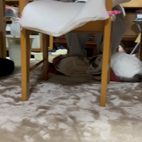 猫ちゃんの画像