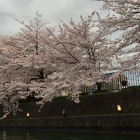 岡崎さくら・わかば回廊十石舟めぐりの画像
