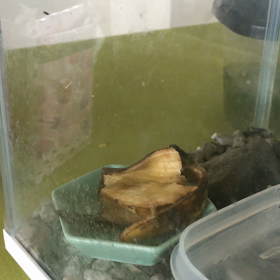 おたまじゃくし飼育記録④の画像