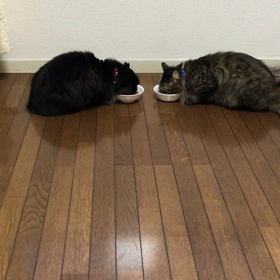 仲良くゴハンタイム❤️の画像