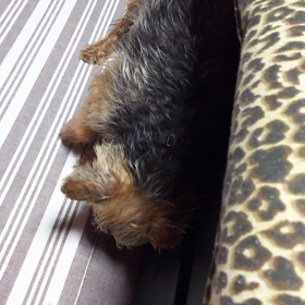 香ばしい感じにの画像