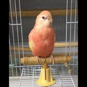 教えてください！の画像