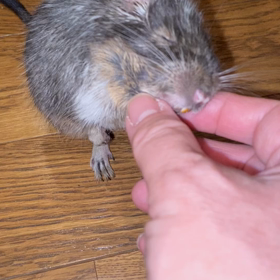 久しぶりに投稿@モカちゃんの画像