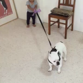 人生も犬生もそんなに甘くない（爆笑）の画像