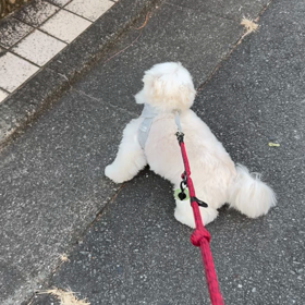 ほんとにこれはの画像