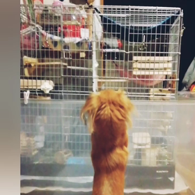 デグー　見たさにの画像