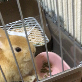 お迎え２週間目くらい。の画像