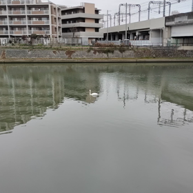 埼玉県越谷市にて初めて見た白鳥の動画ですの画像