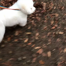 ♪お散歩動画♪代々木公園♪の画像