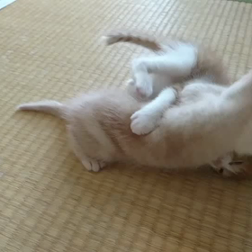 あんずちゃんと、タイムくん☺️の画像