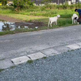 牧羊犬？の画像