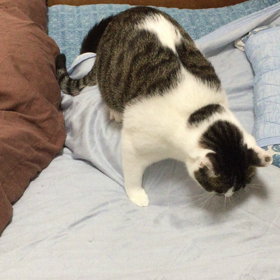 ワルになったぶしの画像