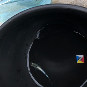 名前はまだ無いの画像