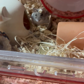 ねぇねぇ☺️の画像