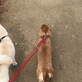 ♪お散歩動画♪代々木公園♪の画像