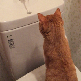 ▶︎トイレの不思議の画像