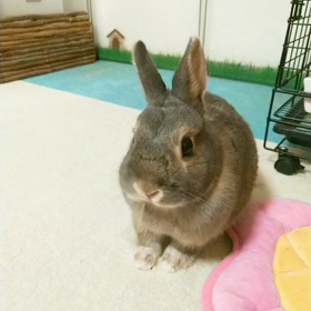 チモシーさくさく。の画像