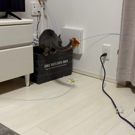 はっぴぃばーすでー娘の画像