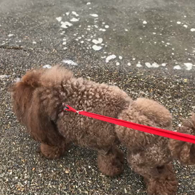 ♪お散歩動画♪お台場海浜公園♪の画像