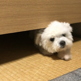 変な音が‥の画像