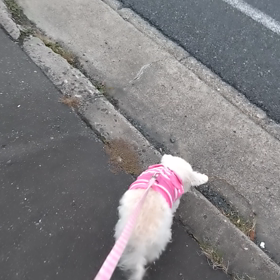 プレドニンの効きの画像