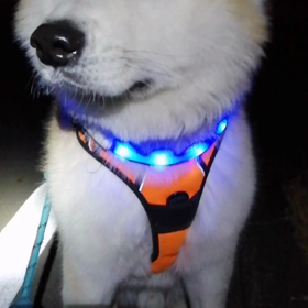 昨日は近所にあるペットホテルとしつけ教室のバグハウスに未来丸と行って来ました。他のワンちゃんとの画像