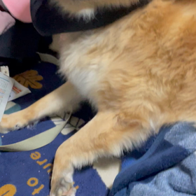 マロさん、眠くなるの画像