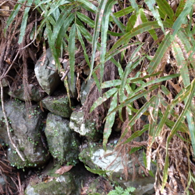 養老公園 〜カエルの歌の画像