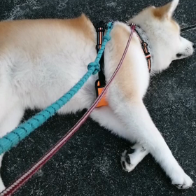 昨日は嵐☔、明日は猛暑日⁉️わけがわからない五月晴れ？のはずの五月。わけがわかる❓のは未来丸のの画像