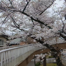 大学通りの桜の画像