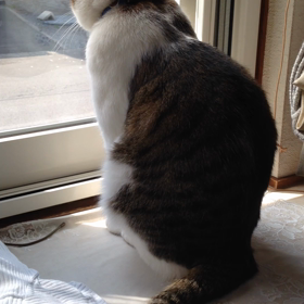 尻尾ライライ♪（イライラ）の画像