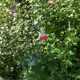 鳥の鳴き声の画像
