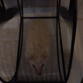 興奮が止まらないシュガーの画像