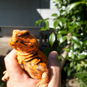 オレンジ色のニクいやつ♥️の画像