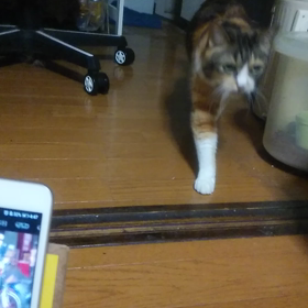 こもものがに股動画の画像