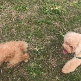 ♪お散歩動画♪二子玉川♪の画像