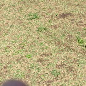 ココのん、ドックランで遊ぶの画像