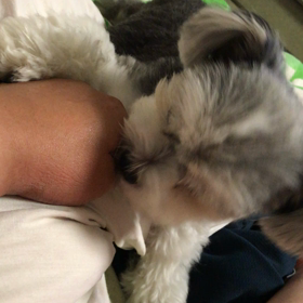 チワマルのチーズ君 ペロペロの画像