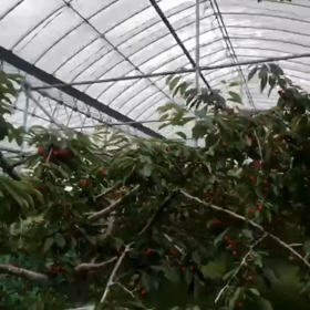 さくらんぼ狩りの画像